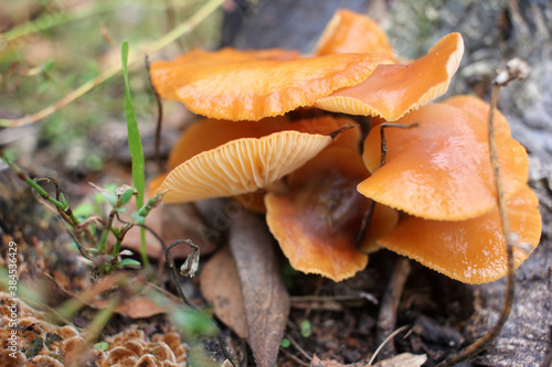 Armillaria mellea, commonly known as honey fungus, in the autumn garden. Orange mushrooms growing on a stump.