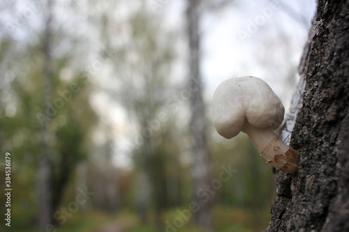 Close-up of small white mushroom growing on birch tree. Beautiful autumn landscape with trees and pathway in the park or forest