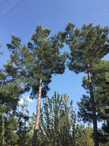 trees