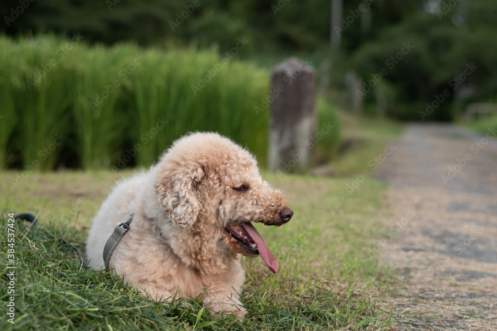 散歩中の犬(ラブラドゥードル) 散歩中の犬(ラブラドゥードル)
