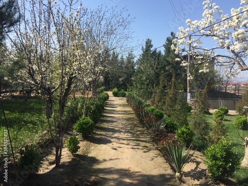 cherry orchard in spring