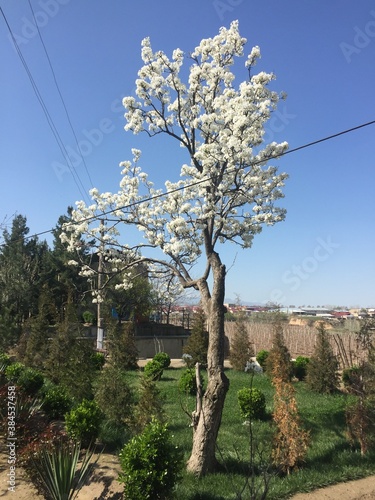 tree