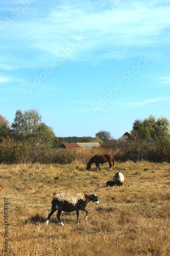 Sheep and horse graze in the meadow. Farming, nature, rural concept.