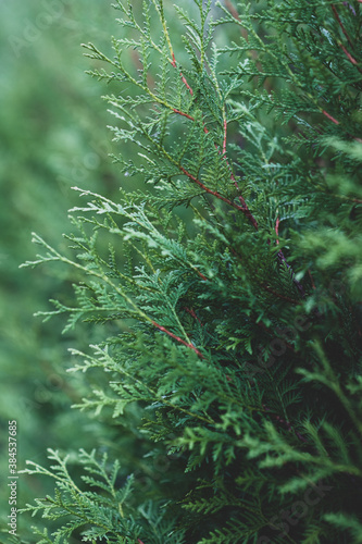 background of thuja smaragd branches, selective focus