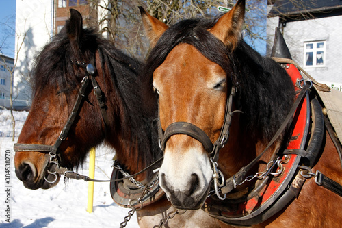 Winterliche Pferdeschlittenfahrt in Oberhof, Thüringen, Deutschland, Europa -- Horse drawn sleigh rides, Oberhof, Thueringia, Germany