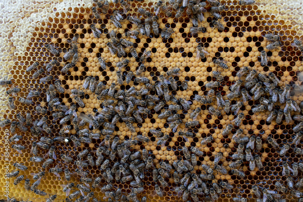 Bee wooden frame with bees and honeycomb, honey wax cells, many insects Bee wooden frame with bees and honeycomb, honey wax cells, many insects