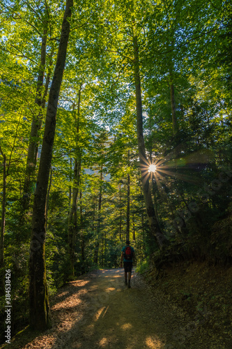 Escena entre luces y sombras atravesando el bosque 