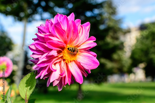 One beautiful large vivid pink dahlia flower in full bloom on blurred green background  photographed with soft focus in a garden in a sunny summer day.
