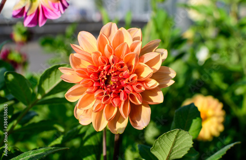 One beautiful large orange dahlia flower in full bloom on blurred green background, photographed with soft focus in a garden in a sunny summer day.