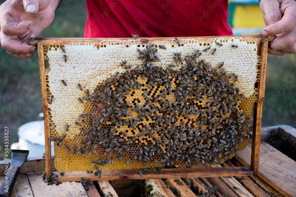 Bee wooden frame with bees and honeycomb, honey wax cells, many insects Bee wooden frame with bees and honeycomb, honey wax cells, many insects