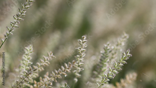 grass in the wind in the morning. Grasses dancing with the wind in back lighting mode. the wind blows through the grass. The grass blooms before the rain. Blurred and soft focus. © CHAIYAPHON