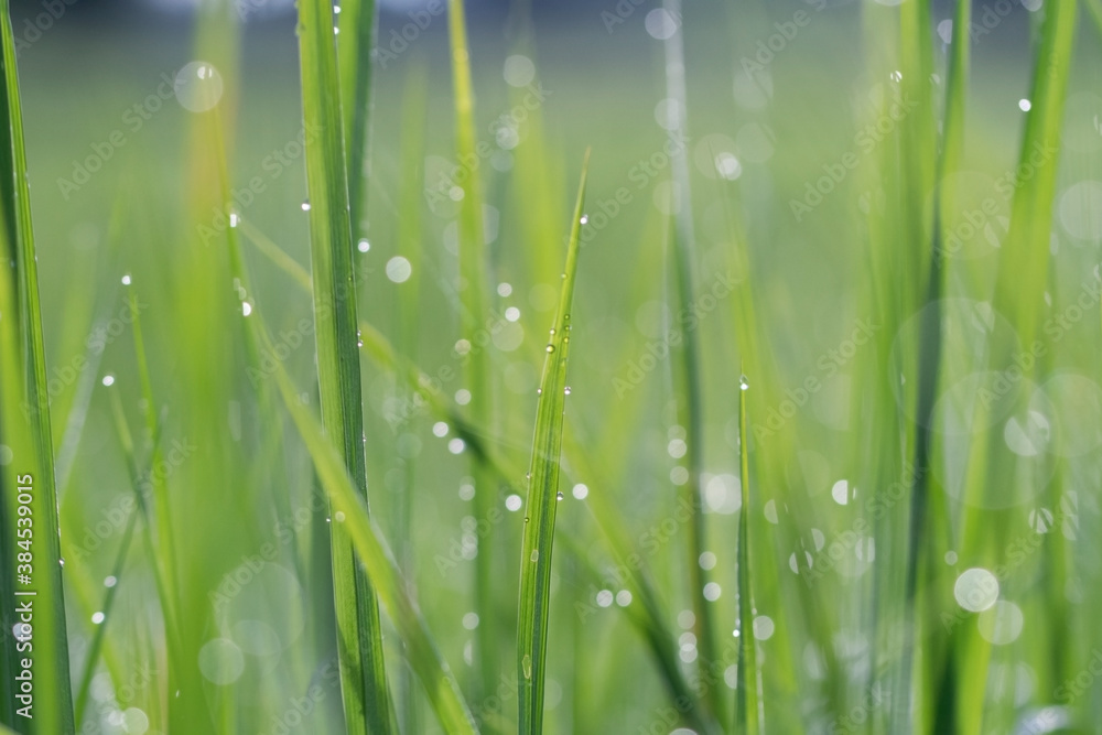 Green bokeh out of focus background from nature. Abstract nature background. Blurry grass nature with bokeh light background. Green bokeh out of focus background from nature. Abstract nature background. Blurry grass nature with bokeh light background.