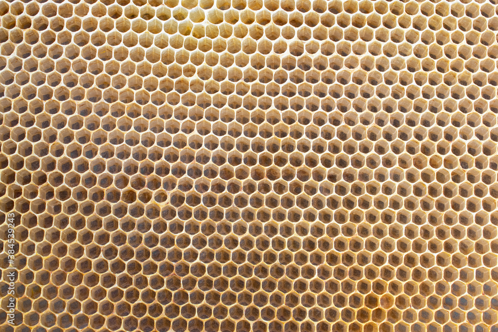 Bee frame with honeycomb, honey wax cells Bee frame with honeycomb, honey wax cells