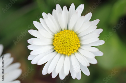 White Daisy Flower with a blurred Green background