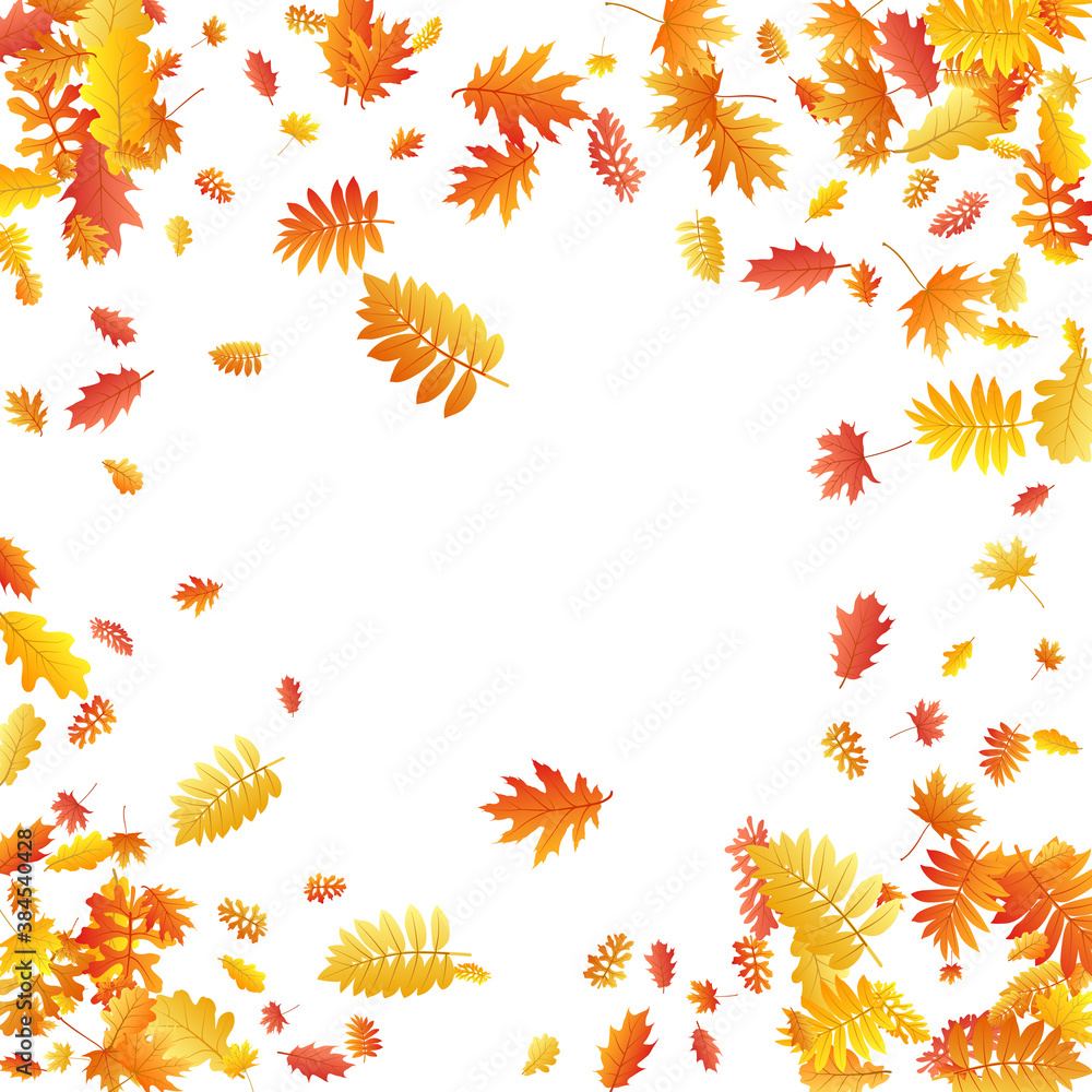 Oak, maple, wild ash rowan leaves vector, autumn foliage on white background. Oak, maple, wild ash rowan leaves vector, autumn foliage on white background.
