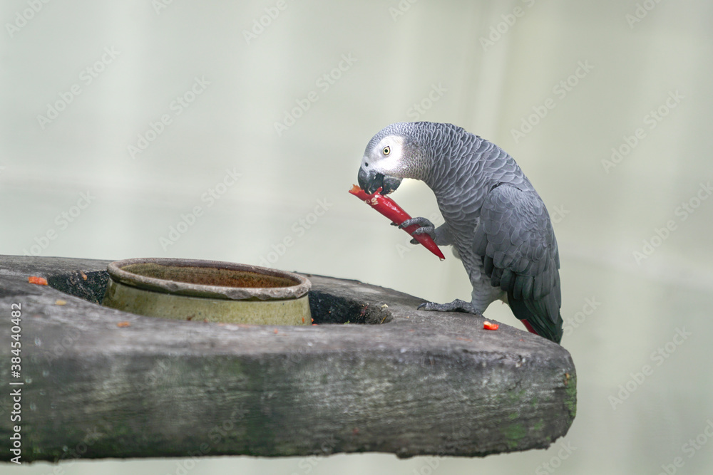 Fototapeta premium African Grey Parrot eating a red chilly