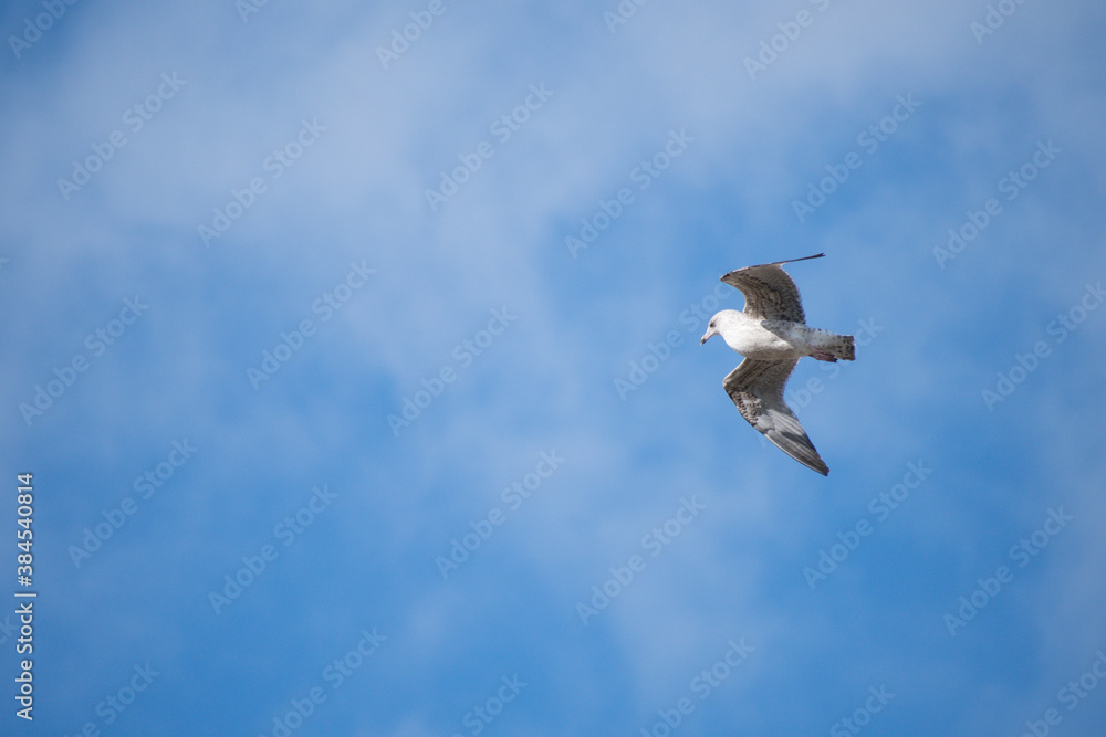 A Young Herring Gull flying above me with a blue wky background and light clouds. A Young Herring Gull flying above me with a blue wky background and light clouds.
