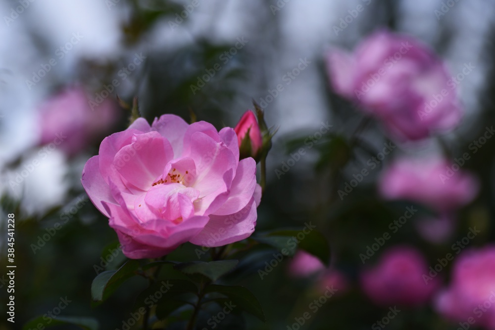 Roses in full bloom in the rose garden Roses in full bloom in the rose garden