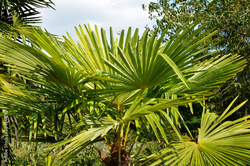 S  gepalme  Botanischer Garten in G  tersloh im September  Serenoa 