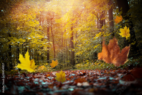 Herbstwald mit fallendem Laub