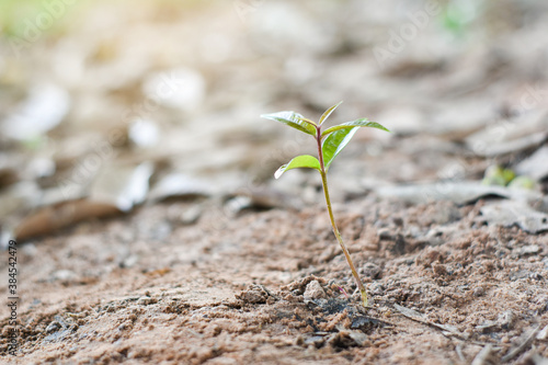 Small trees growing in the soil