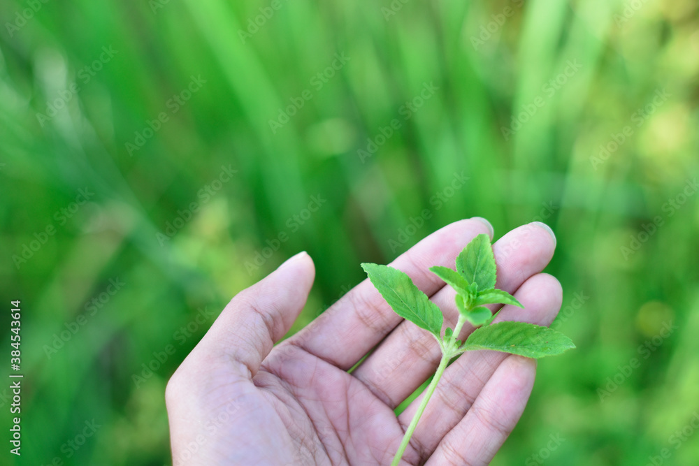 hand holding a plant with green background hand holding a plant with green background