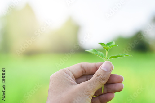 Hand holding a small tree on a natural background 