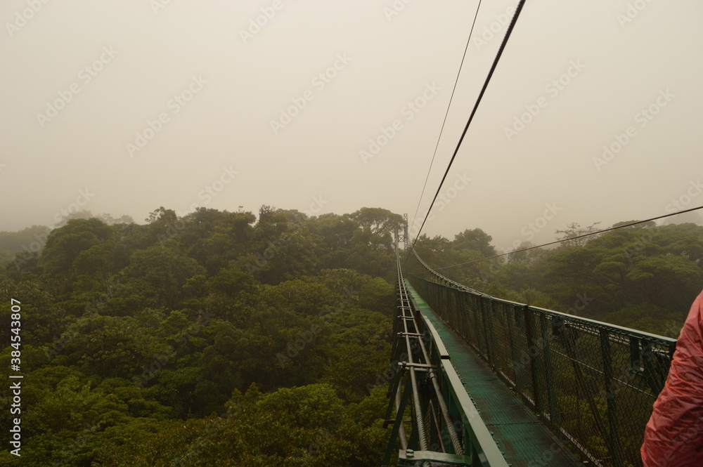 Obraz premium The flora and fauna in the cloud forests and volcanoes of Costa Rica, Central America