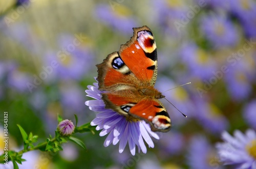 A peacock butterfly on a purple aster in fall with blurred background