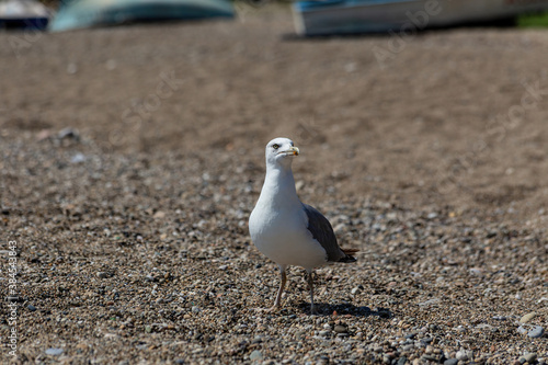 A Seagull walks on a pebble beach.