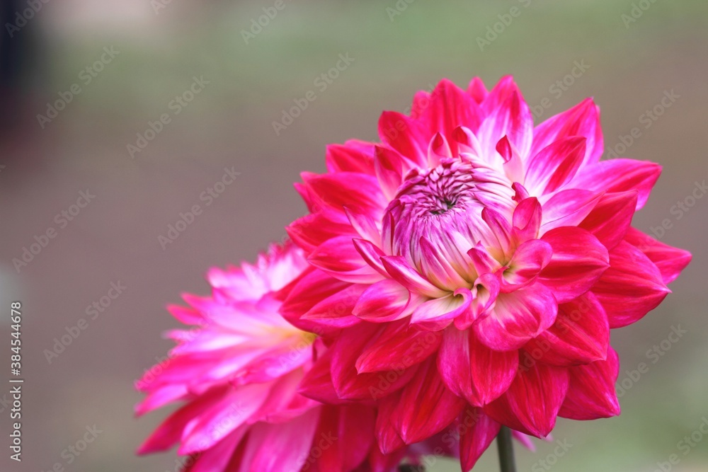 Obraz premium ダリア（ビューティースターズ）