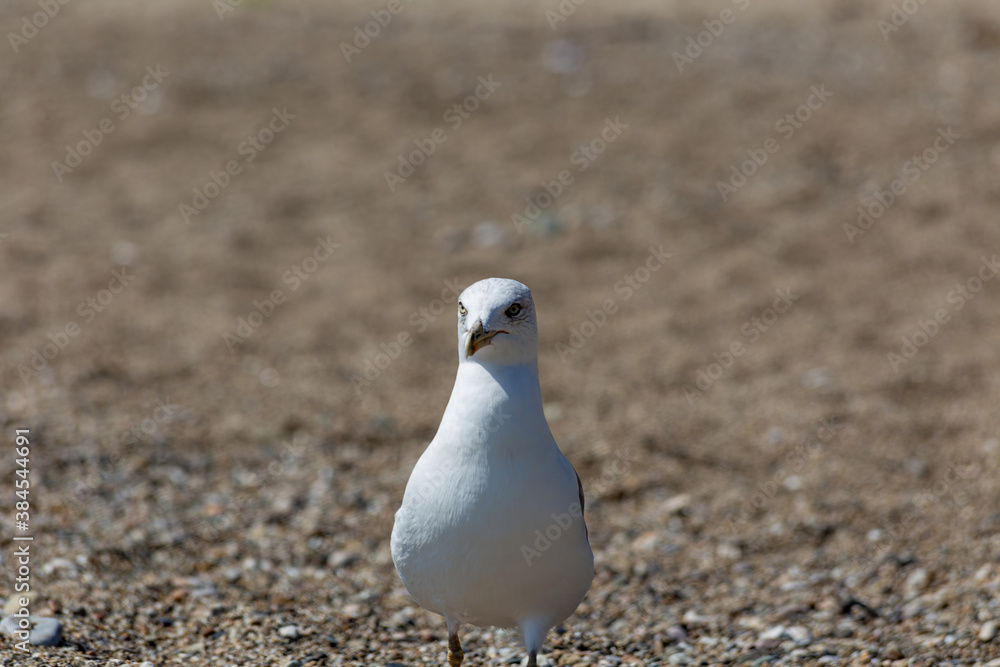 Fototapeta premium Seagull close-up on a pebble beach