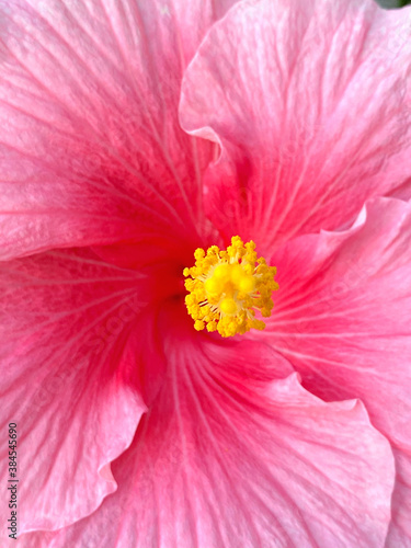 Hibiscus close-up, summer 2020