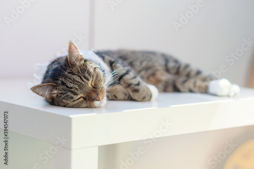 Cute striped domestic cat sleeping on white kids table at cozy home. Lovely pets concept.