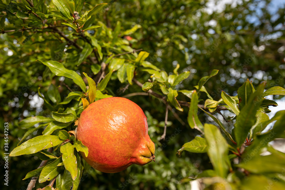 Pomegranate on tree Pomegranate on tree