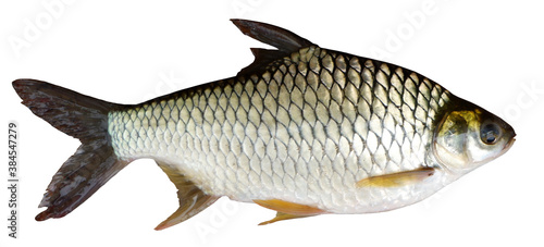 Fresh raw fish called Silver barb isolate on white background