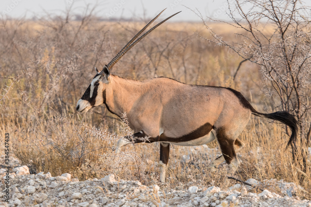 Oryx in the African savannah, Etosha National Park in Namibia Oryx in the African savannah, Etosha National Park in Namibia