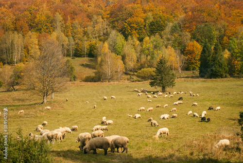 Carpathian sheep grazing in autumn. A colorful forest nearby. Rural landscape of Polish countryside in the Carpathians, East European mountains.