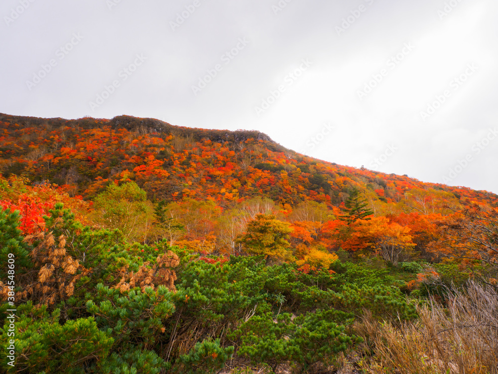 Mountain covered with autumn leaves (Tochigi, Japan)