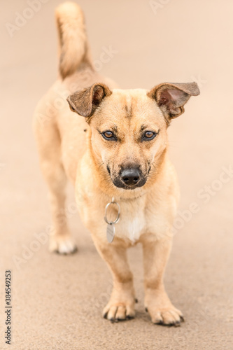 Cute brown puppy on a beach in Scotland - pet  dog  photography