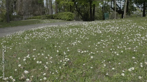 Beautiful Spring flowers with beautiful green colors Portugal.