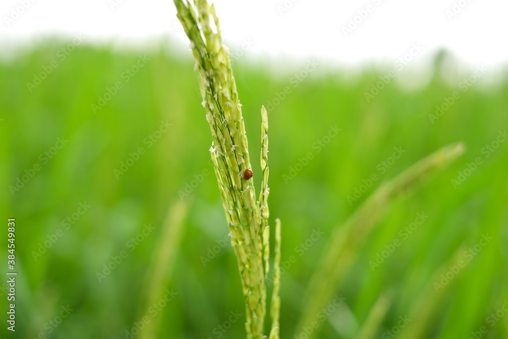 Closeup rice with insect In Rice field, green nature background Closeup rice with insect In Rice field, green nature background