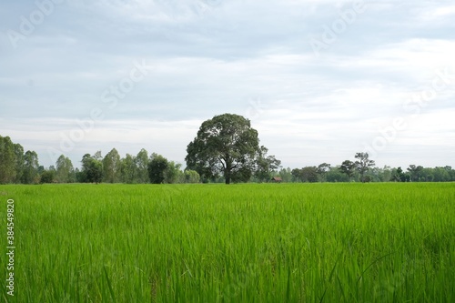 Rice field landscape , green Nature background