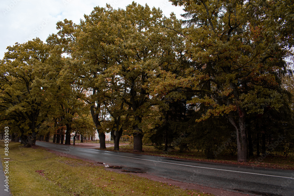 Trees in autumn around road. Shooting date - 10/11/2020. Location - Limbazi, Limbazu novads, Latvia. Trees in autumn around road. Shooting date - 10/11/2020. Location - Limbazi, Limbazu novads, Latvia.