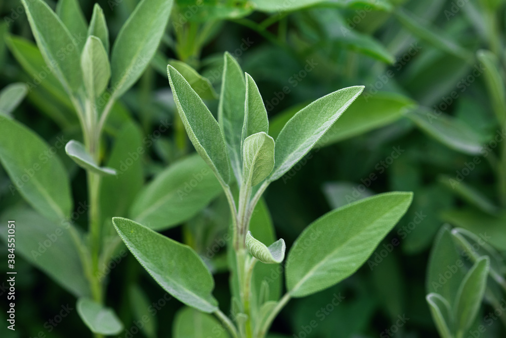 Fototapeta premium fresh spring foliage. textured natural background, copy space