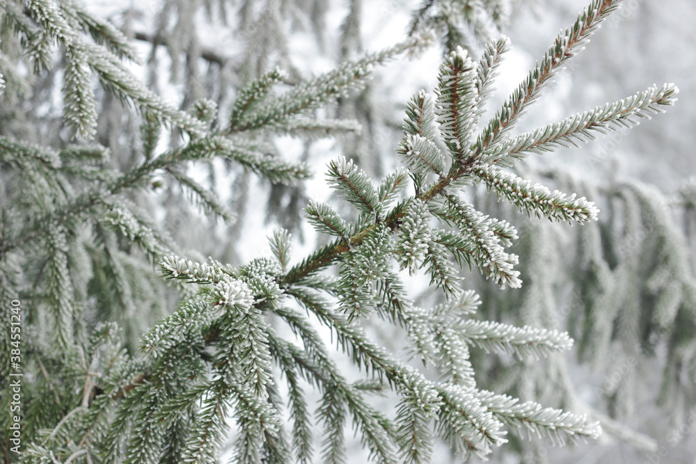 Fir tree branch with cones hoarfrosted with rime in the forest nature background texture, closeup, copy space, winter holidays: christmas and new year concept Fir tree branch with cones hoarfrosted with rime in the forest nature background texture, closeup, copy space, winter holidays: christmas and new year concept