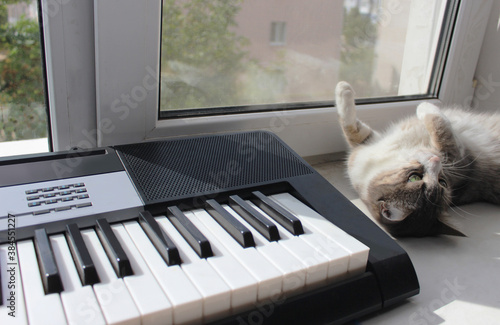 near the synthesizer, a cat is lying upside down on the background of a window in the sun
