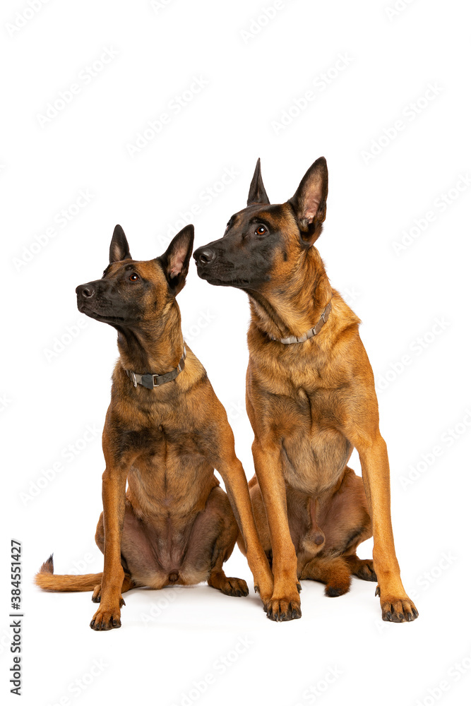 Two Belgian Malinois dogs Two Belgian Malinois dogs