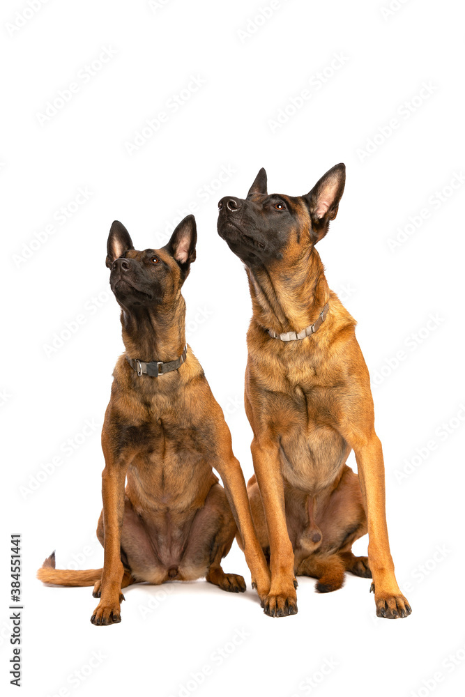 Obraz premium Two Belgian Malinois dogs