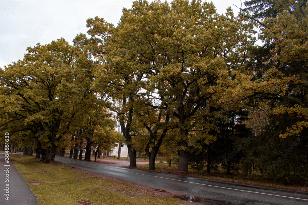Fototapeta premium Trees in autumn around road. Shooting date - 10/11/2020. Location - Limbazi, Limbazu novads, Latvia.
